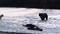 Смотреть Медведь забрал свою долю