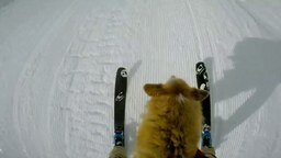 Собака на горных лыжах