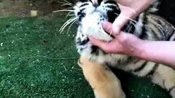 Тигр лишается молочного зубика