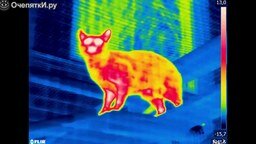 Смотреть Съёмка кошек тепловой камерой