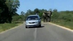 Смотреть Слон напал на авто