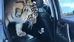 Смотреть Тигр обследует джип