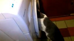 Смотреть Кошка помогает стирать