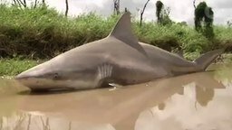 Ураганом вынесло акулу на сушу