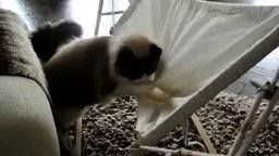 Кот против гамака