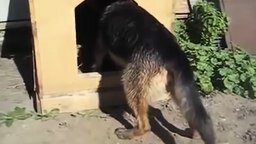 Собака против палки в будке