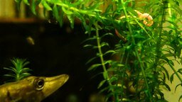 Смотреть Как вырастить щуку-монстра в аквариуме