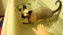 Смотреть Как уговорить кота купаться