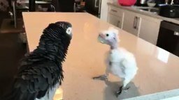 Смотреть Танцы драного попугая