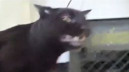 Смотреть Демонический кот прогоняет котёнка