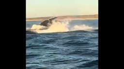 Смотреть Лодочникам повезло встретить кита