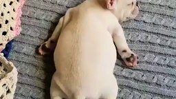 Смотреть Трогательно спящий щенок