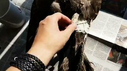 Смотреть Восстанавливаем повреждённые перья у птиц