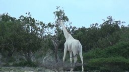 Смотреть Белые жирафы
