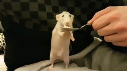 Кормим крысу с ложечки
