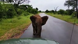 Смотреть Слонёнок угрожает путешественникам