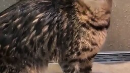 Смотреть Кот, любящий мыться