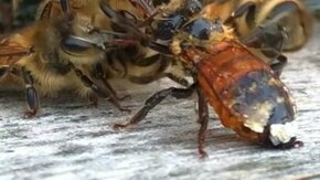 Пчёлы спасают сородича
