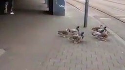 Смышлёные утки-пешеходы смотреть видео прикол - 0:27