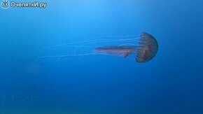 Как плавает медуза