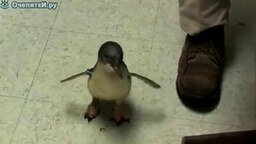 Смотреть Щекотка пингвина