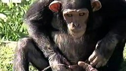 Смотреть Писающая шимпанзе