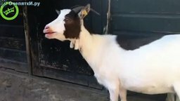 Смотреть Что-то у козы с голосом