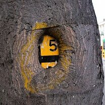 Фото приколы Всеполгощающие деревья (15 фото)