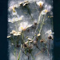 Фото приколы Цветы во льду (15 фото)