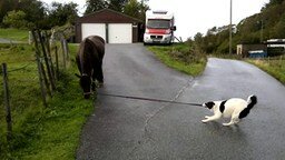 Собака выгуливает лошадь