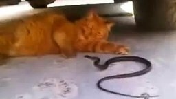 Кот играет со змеёй