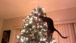 Кот и рождественская ёлка