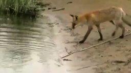 Лисица тащит сома из воды