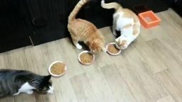 Кот оберегает приятелей от ожирения