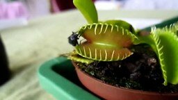 Растение съедает муху