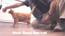 Как распутать наушники с помощью кота