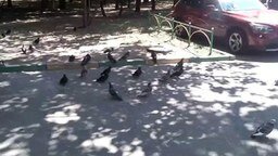 Замершие голуби на улице