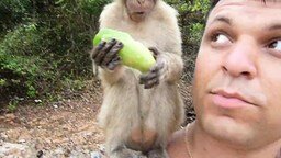 Нашествие обезьян на туристов
