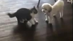 Кот против псинки