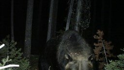 Медведь атаковал камеру