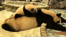 Уставшая панда и её малыш