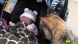 Животные знакомятся с новорожденными