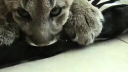 Камышовый кот как он есть