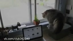 Смотреть Самый боевой кот
