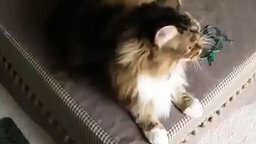 Кот подпевает хозяйке