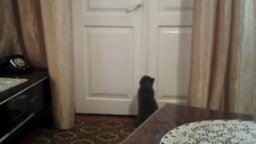 Кот открывает закрытую на ручку дверь