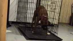Боксёр сбегает из клетки