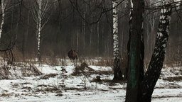 Смотреть Встреча с верблюдами зимой в лесу