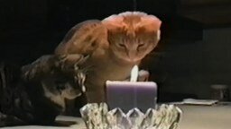 Кот разобрался с огнём свечи