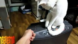 Кот противостоит хозяину
